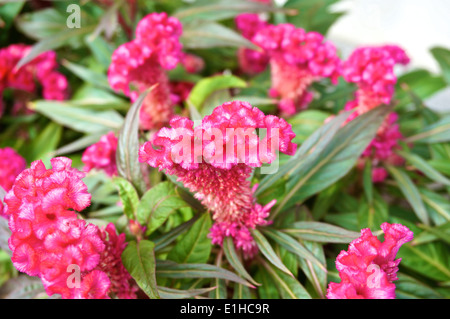 Rosa Celosia Argentea, Hahnenkamm oder chinesischen Wolle Blume im Garten. Stockfoto