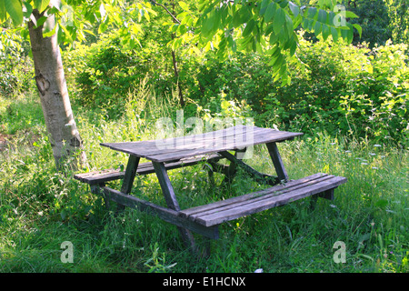 Alten Holzbank im Wald Stockfoto