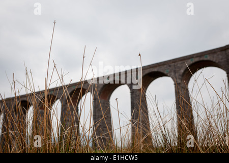 Ribblehead-Viadukt durch Rasen gesehen Stockfoto