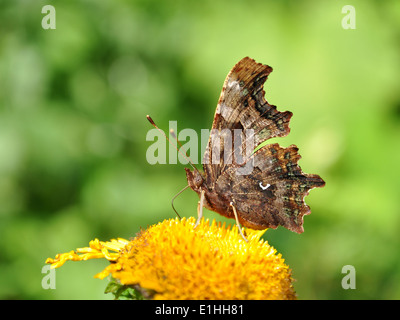 Komma Schmetterling, Polygonia c-album Stockfoto