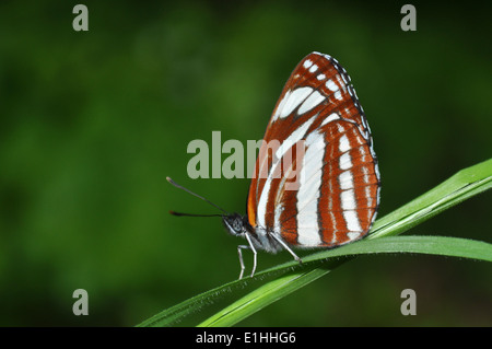 Gemeinsamen Schirm, Neptis sappho Stockfoto