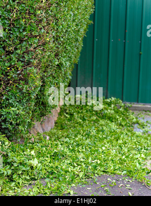 Ausschnitte aus einem frisch geschnittenen Absicherung Absicherung England uk Stockfoto