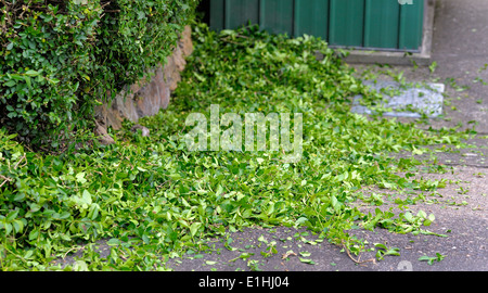 Ausschnitte aus einem frisch geschnittenen Absicherung Absicherung England uk Stockfoto