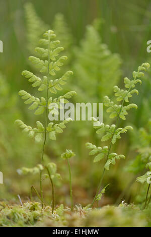 Schmale Buckler Farn (Dryopteris Carthusiana), Provinz Drenthe, Niederlande Stockfoto