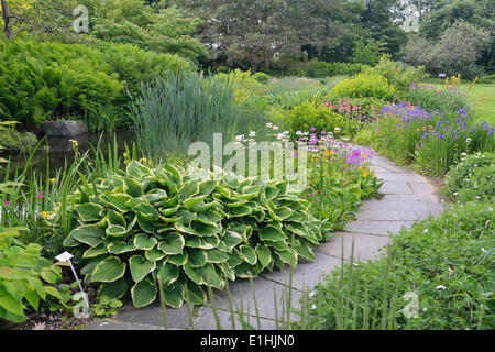 Hosta (Hosta), Sibirische Schwertlilie (Iris Sibirica) und japanische Primel (Primula Japonica), Berggarten, Herrenhausen, Hannover Stockfoto