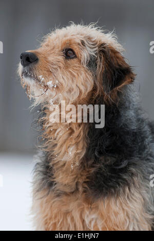 Bosnische Coarse-haired Hound mischen, Bosanski Oštrodlaki Gonič Barak oder, Porträt, Tirol, Österreich Stockfoto