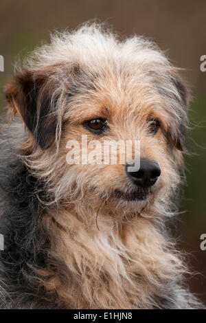 Bosnische Coarse-haired Hound mischen, Bosanski Oštrodlaki Gonič Barak oder, Porträt, Tirol, Österreich Stockfoto