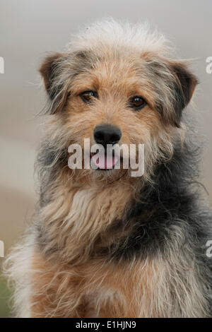 Bosnische Coarse-haired Hound mischen, Bosanski Oštrodlaki Gonič Barak oder, Porträt, Tirol, Österreich Stockfoto