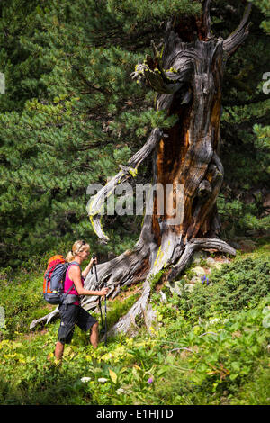 Frau, Wandern durch den Kiefernwald Gott Tamangur, hinter einem Zirbe (Pinus Cembra), Val S-Charl, Schweizer Nationalpark Stockfoto