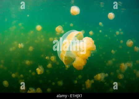 Goldenen Medusen oder Papua Quallen (Papua Mastigias), Jellyfish Lake, Salzwasser Binnensee, Eil Malk oder Mecherchar, Palau Stockfoto