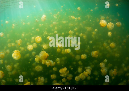 Goldenen Medusen oder Papua Quallen (Papua Mastigias), Jellyfish Lake, Salzwasser Binnensee, Eil Malk oder Mecherchar, Palau Stockfoto