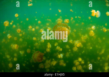 Goldenen Medusen oder Papua Quallen (Papua Mastigias), Jellyfish Lake, Salzwasser Binnensee, Eil Malk oder Mecherchar, Palau Stockfoto