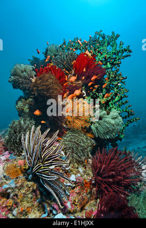 Korallenblock mit vielen Haarsterne (Crinoidea), Korallen, Puerto Galera, Sabang Beach, Insel Mindoro, Philippinen Stockfoto