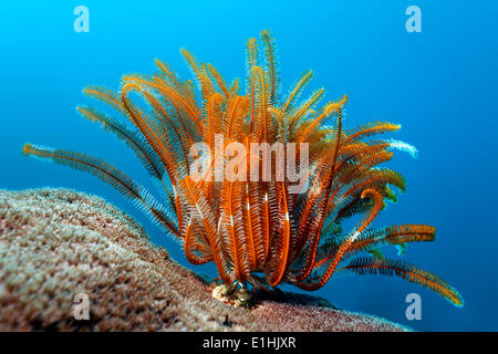 Feather Star (Crinoidea) auf Stein Koralle, Puerto Galera, Sabang Beach, Insel Mindoro, Philippinen Stockfoto