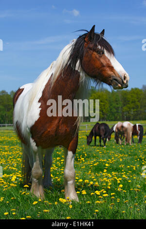 Gypsy Cob, Irish Tinker Wallach, Schleswig-Holstein, Deutschland Stockfoto