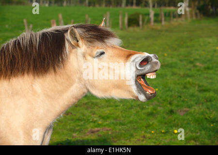 Gähnende Pferd, norwegischer Fjord Pferd, Schleswig-Holstein, Deutschland Stockfoto