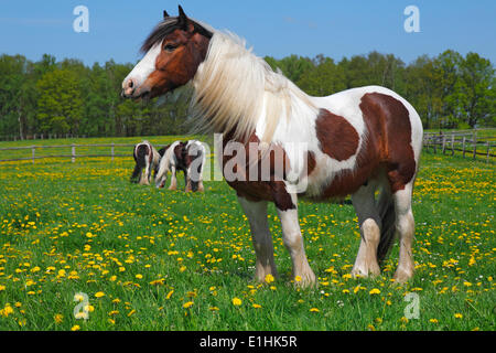 Gypsy Cob, Irish Tinker Wallach, Schleswig-Holstein, Deutschland Stockfoto