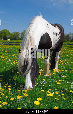 Gypsy Cob, Irish Tinker, Schleswig-Holstein, Deutschland Stockfoto