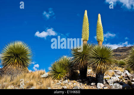 Königin der Anden oder riesige Bromelien (Puya Raimondii), ca. 8 m hoch mit Blütenstand, der höchsten Blütenstand in der Stockfoto