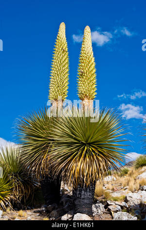 Königin der Anden oder riesige Bromelien (Puya Raimondii), ca. 8 m hoch mit Blütenstand, der höchsten Blütenstand in der Stockfoto