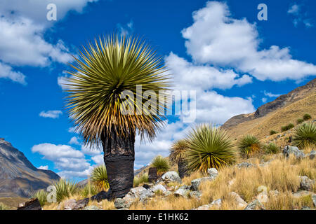 Königin der Anden oder riesige Bromelie (Puya Raimondii), Nationalpark Huascaran, Anden, Huaraz, Region Ancash, Peru Stockfoto