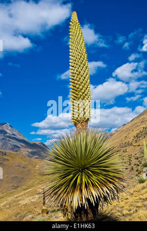 Königin der Anden oder riesige Bromelie (Puya Raimondii), ca. 8 m hoch mit Blütenstand, der höchsten Blütenstand in der Stockfoto