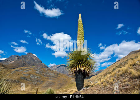 Königin der Anden oder riesige Bromelie (Puya Raimondii), ca. 8 m hoch mit Blütenstand, der höchsten Blütenstand in der Stockfoto