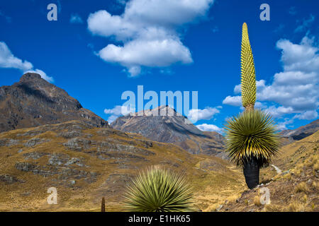 Königin der Anden oder riesige Bromelie (Puya Raimondii), ca. 8 m hoch mit Blütenstand, der höchsten Blütenstand in der Stockfoto