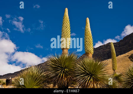 Königin der Anden oder riesige Bromelien (Puya Raimondii), ca. 8 m hoch mit Blütenstand, der höchsten Blütenstand in der Stockfoto