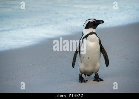 Afrikanische Pinguin (Spheniscus Demersus) am Sandstrand, Boulders Beach, Simons Town, Western Cape, Südafrika Stockfoto