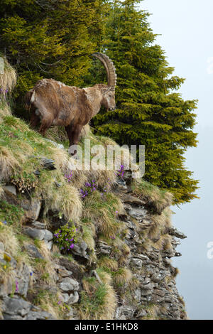Alpensteinbock (Capra Ibex), stehend im steilen Gelände, Berner Oberland, Schweiz Stockfoto