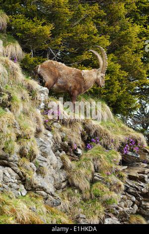Alpensteinbock (Capra Ibex), stehend im steilen Gelände, Berner Oberland, Schweiz Stockfoto