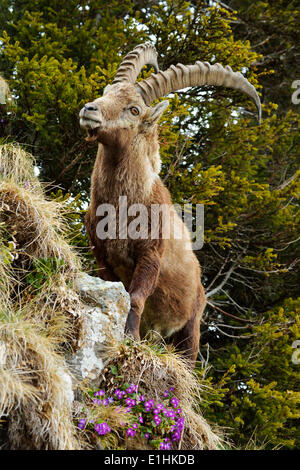 Alpensteinbock (Capra Ibex), stehend im steilen Gelände, Berner Oberland, Schweiz Stockfoto