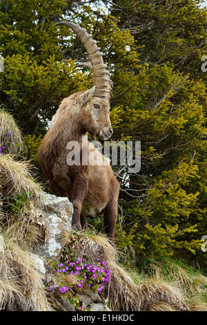 Alpensteinbock (Capra Ibex), stehend im steilen Gelände, Berner Oberland, Schweiz Stockfoto