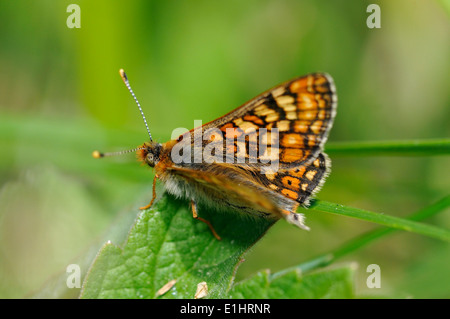 Marsh Fritillary Butterfly - Eurodryas aurinia Stockfoto