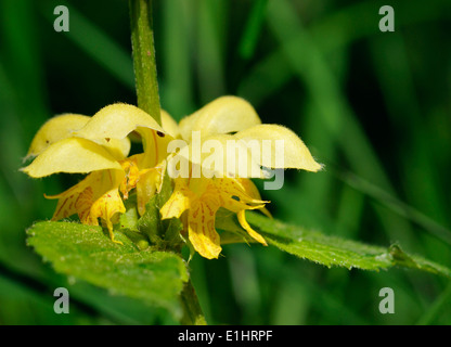 Gelbe Erzengel - Lamiastrum Galeobdolon Nahaufnahme Blume Stockfoto