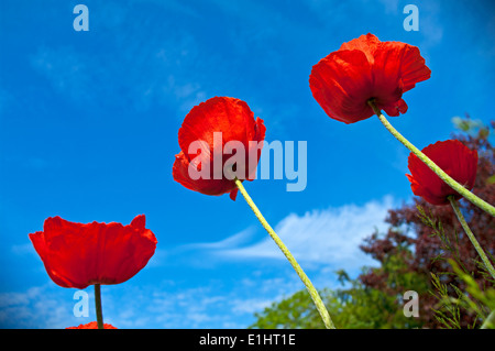 Vier hoch hell rote orientalische Mohnblumen gesehen in der Sonne vor blauem Himmel, Hausgarten, Cumbria, England UK Stockfoto