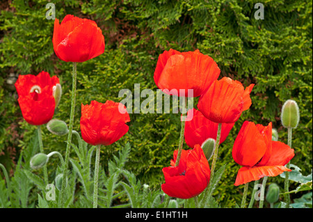 Helle rote orientalische Mohnblumen blühen im Hausgarten vor Hintergrund der grünen Nadelbaum immergrüner Strauch, Cumbria, England UK Stockfoto