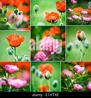 Collage aus schöne Frühlingsblumen - roter Mohn und rosa Pfingstrosen im Garten Stockfoto