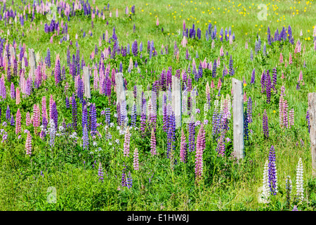 Lupinen wachsen wild und blühende entlang der Straßen und Bäche oder ländlichen Prince Edward Island, Kanada. Stockfoto