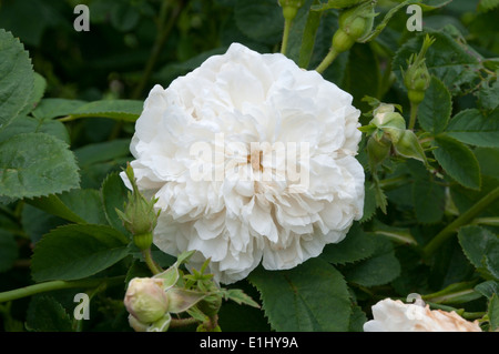 MME Legras De St. Germain rose Blume. Stockfoto