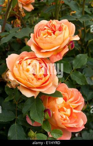 Rosa Lady of Shalott rose Blumen. Stockfoto