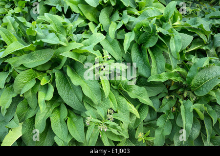 Gemeinsamen Beinwell Symphytum officinale Stockfoto