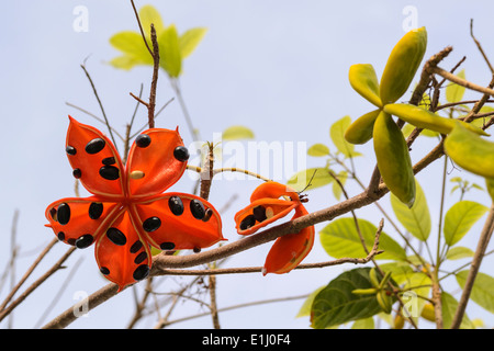 die Samen von Sterculia Lanceolata Baum, es ist eine tropische Pflanzenwachstum in Südasien. Stockfoto