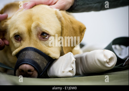 Ted, ein militärischer Arbeitshund und Bombe-Spezialist mit der 550. militärischer Arbeitshund Ablösung als einer simulierten Eckzahn ca Stockfoto