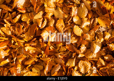 Buche (Fagus Sylvatica) lässt auf Waldboden im Herbst, Wales, UK Stockfoto