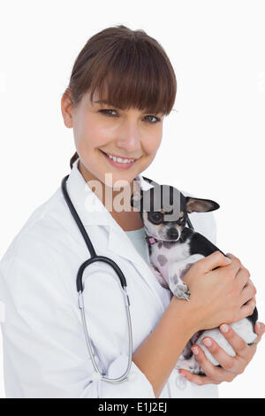 Fröhliche weibliche Tierarzt hält einen süßen chihuahua Stockfoto