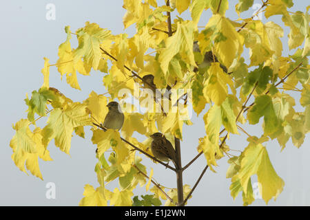 Spatzen auf einem Bergahorn im Herbst Stockfoto