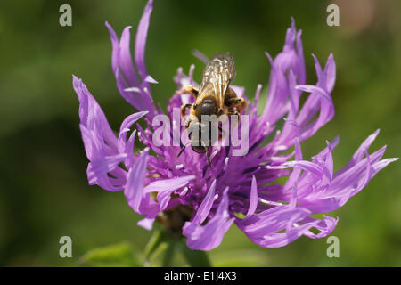 Braune Flockenblume Stockfoto