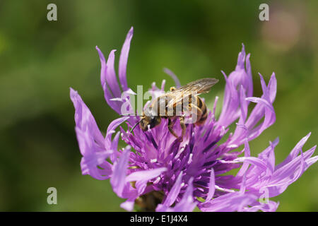 Braune Flockenblume Stockfoto